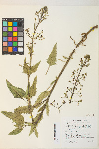 Scrophularia desertorum image