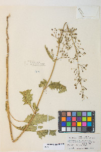 Scrophularia desertorum image