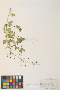 Scrophularia desertorum image