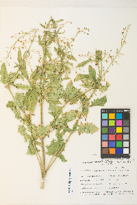 Scrophularia desertorum image