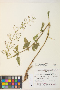 Scrophularia desertorum image