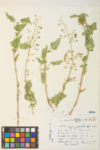 Scrophularia desertorum image