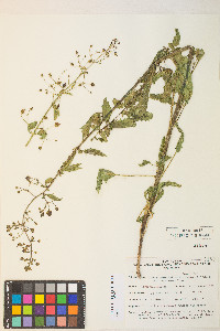 Scrophularia desertorum image