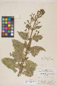 Scrophularia desertorum image