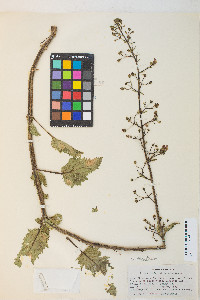 Scrophularia desertorum image