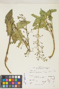 Scrophularia desertorum image