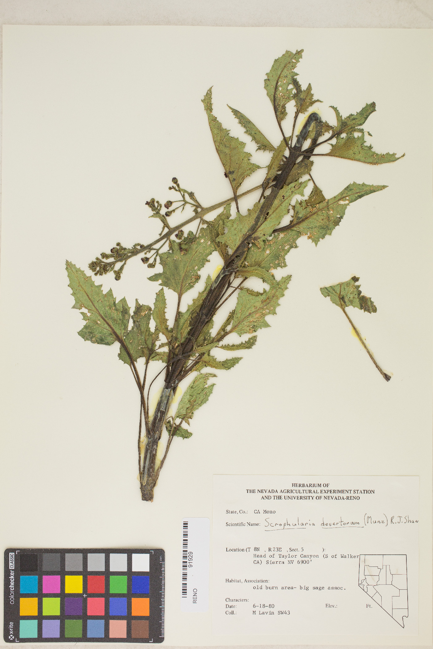 Scrophularia desertorum image