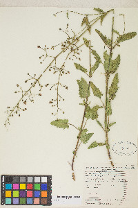 Scrophularia desertorum image