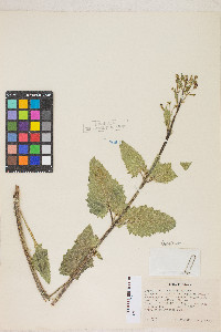 Scrophularia desertorum image