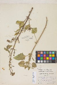 Scrophularia desertorum image