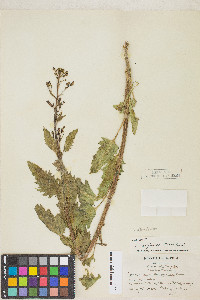 Scrophularia desertorum image