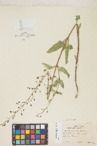 Scrophularia desertorum image