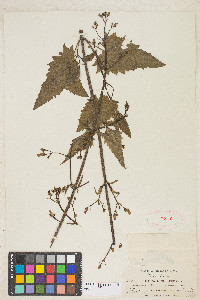 Scrophularia californica image