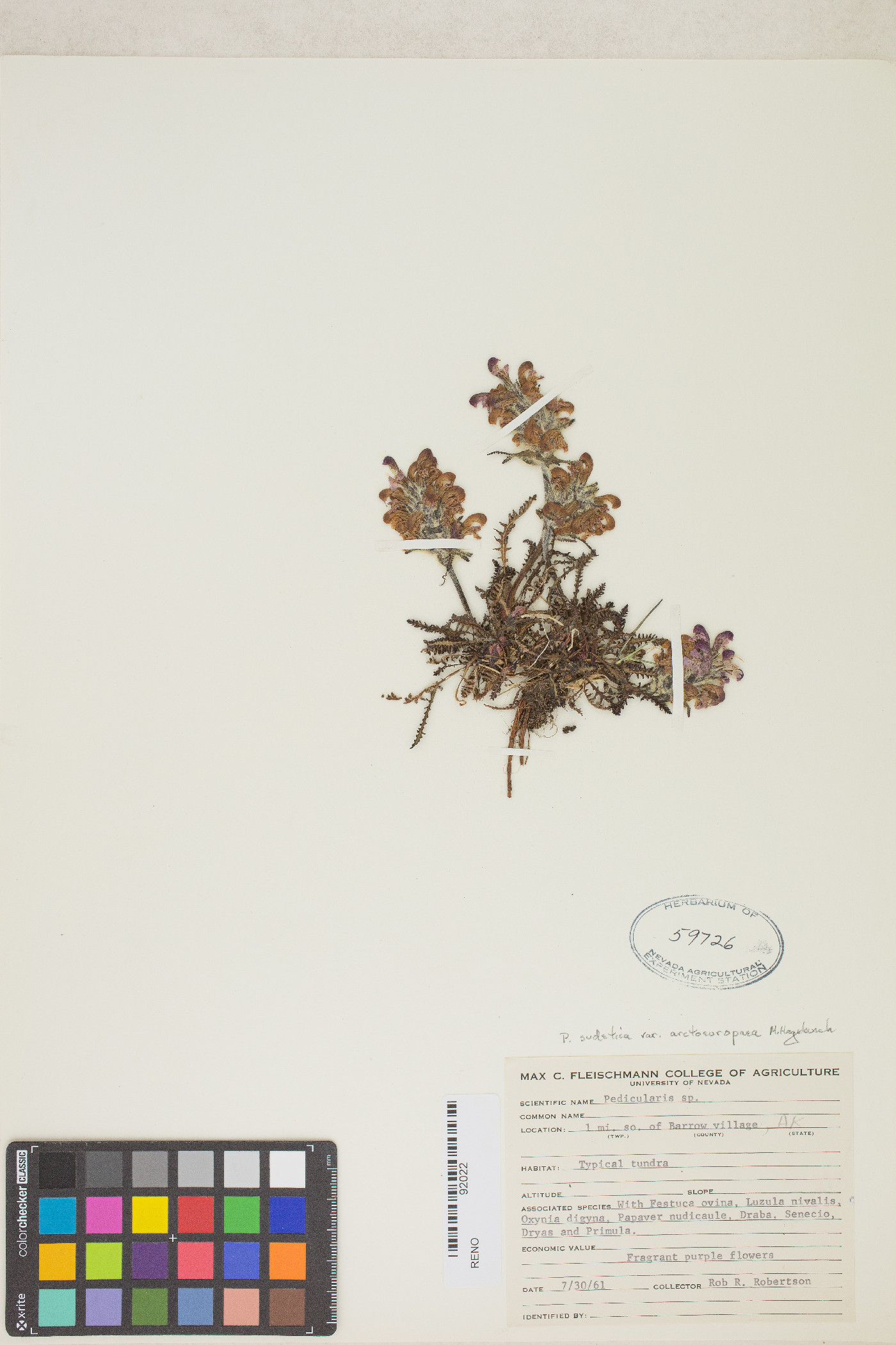 Pedicularis sudetica subsp. arctoeuropaea image