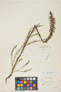 Pedicularis groenlandica image