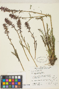 Pedicularis groenlandica image