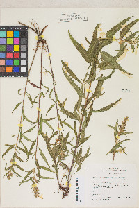 Pedicularis racemosa image