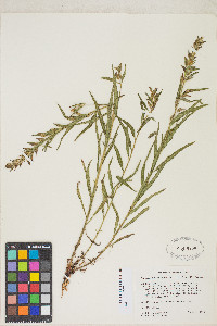 Pedicularis racemosa image