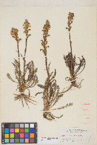 Pedicularis parryi image