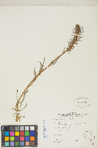 Pedicularis groenlandica image