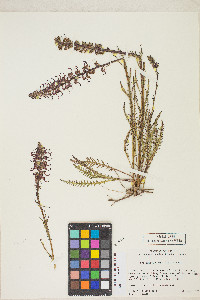 Pedicularis groenlandica image