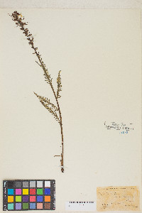 Pedicularis groenlandica image