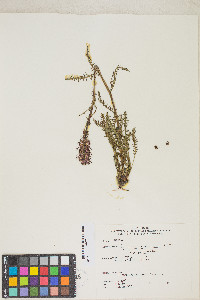 Pedicularis groenlandica image