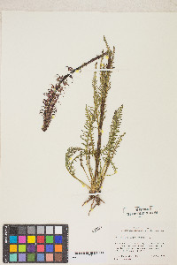 Pedicularis groenlandica image