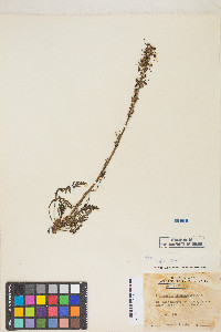 Pedicularis groenlandica image