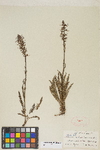 Pedicularis groenlandica image