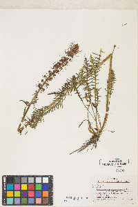 Pedicularis groenlandica image