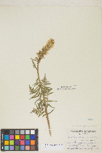 Pedicularis bracteosa var. paysoniana image