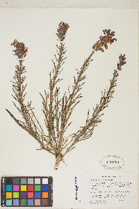 Pedicularis crenulata image