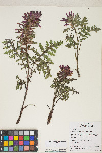 Pedicularis densiflora image