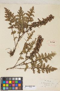 Pedicularis densiflora image