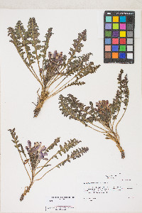 Pedicularis centranthera image