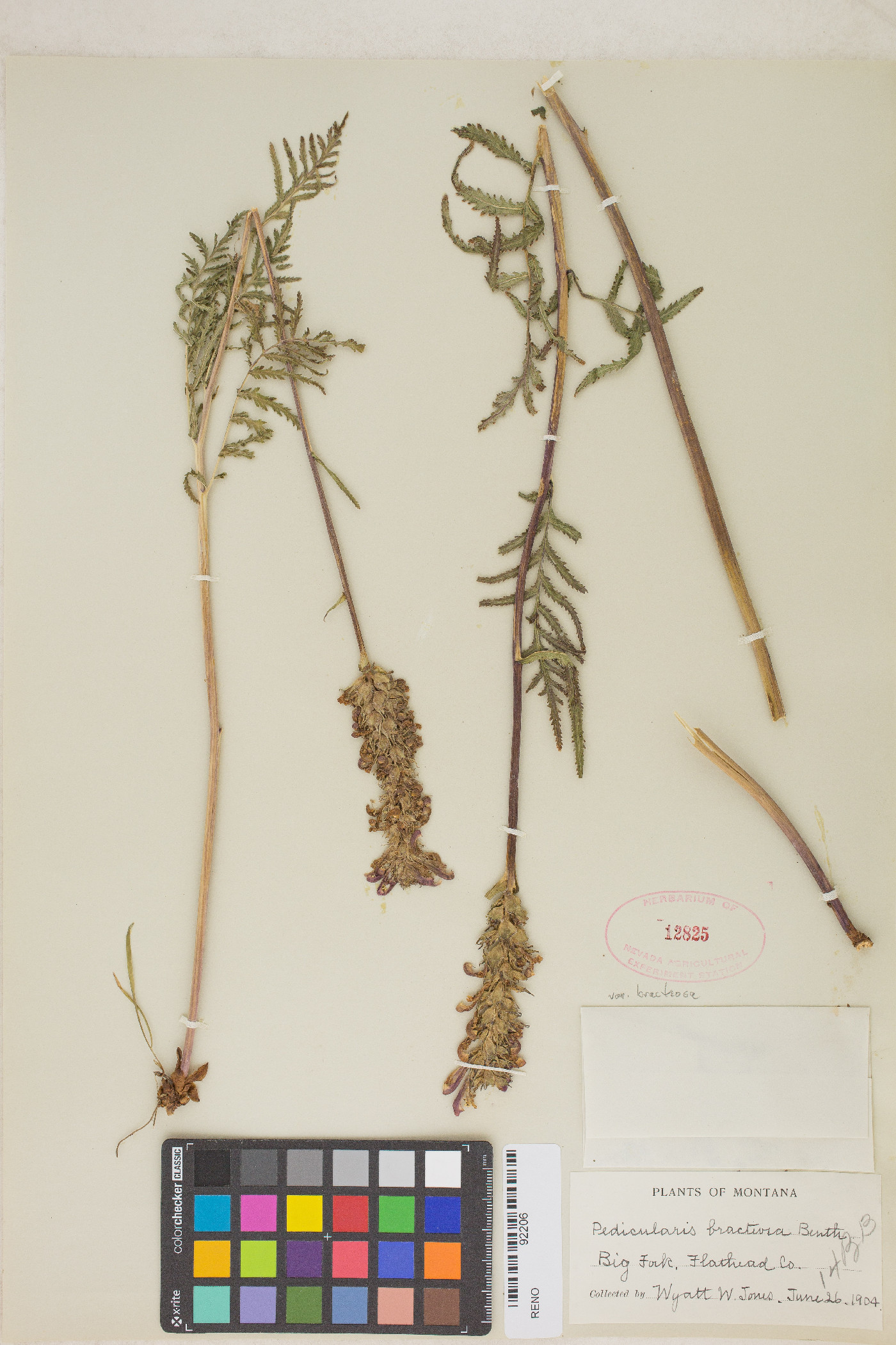 Pedicularis bracteosa var. bracteosa image