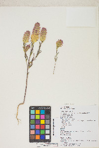Orthocarpus cuspidatus var. copelandii image