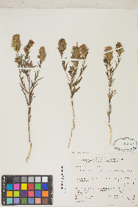Orthocarpus cuspidatus var. copelandii image