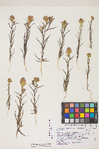 Orthocarpus cuspidatus var. cryptanthus image