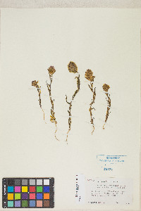 Orthocarpus cuspidatus var. cryptanthus image