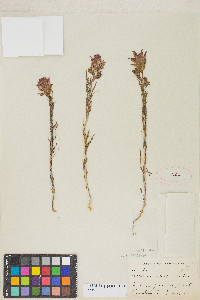 Orthocarpus cuspidatus subsp. cuspidatus image
