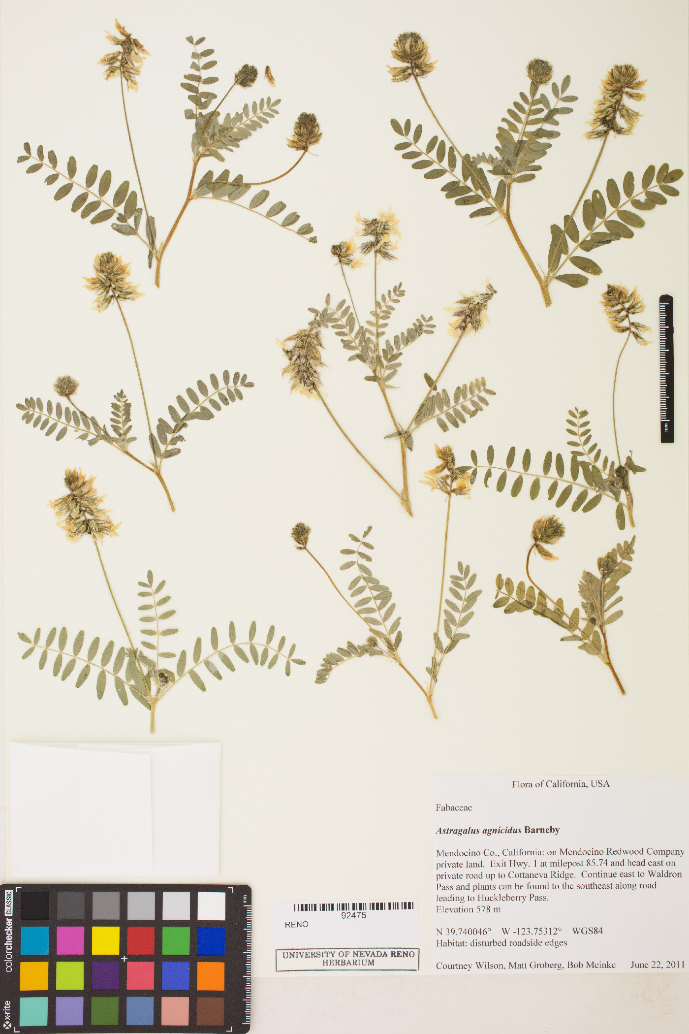 Astragalus agnicidus image