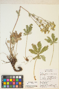 Potentilla gracilis image