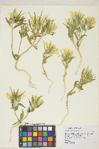 Mohavea confertiflora image