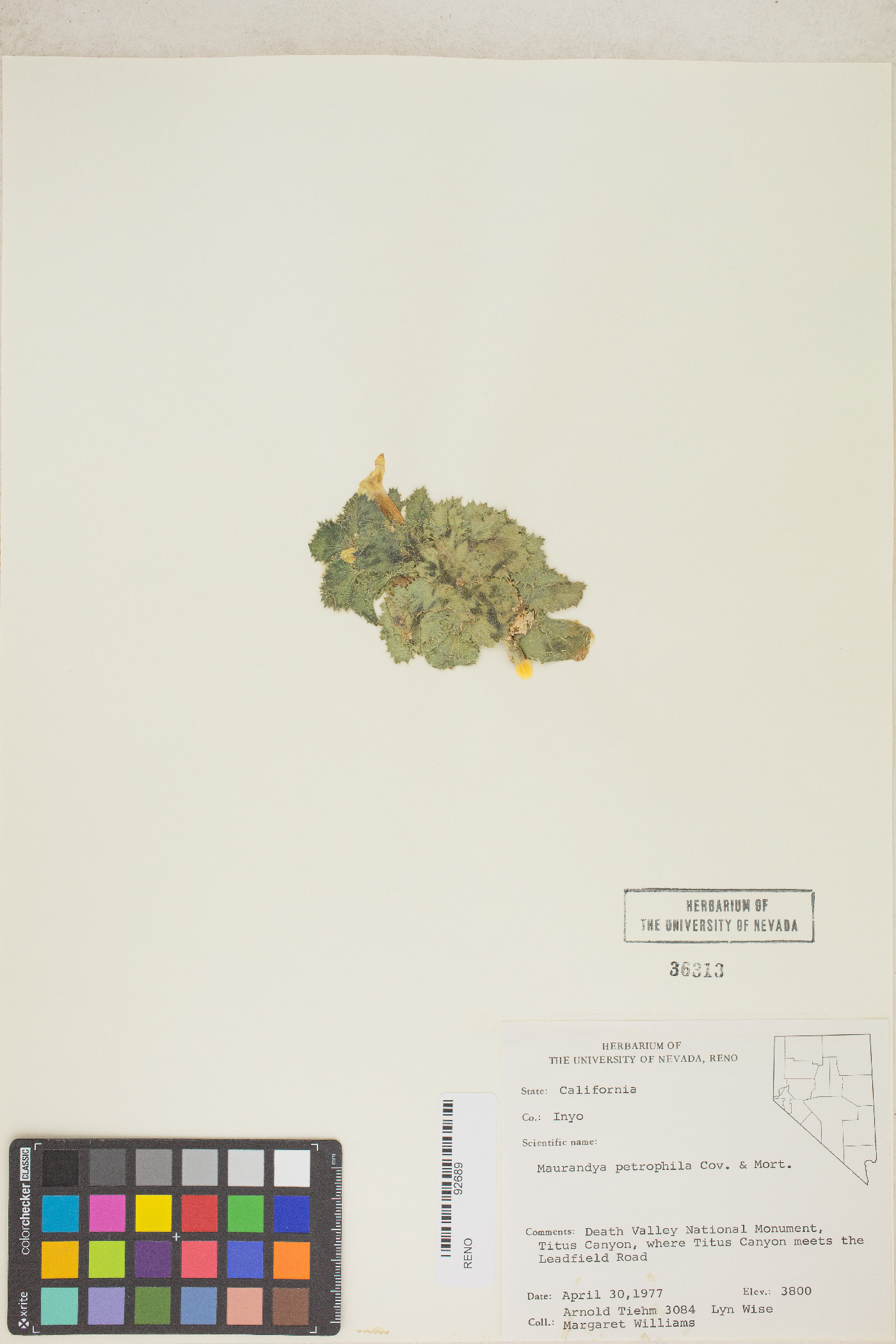 Holmgrenanthe petrophila image