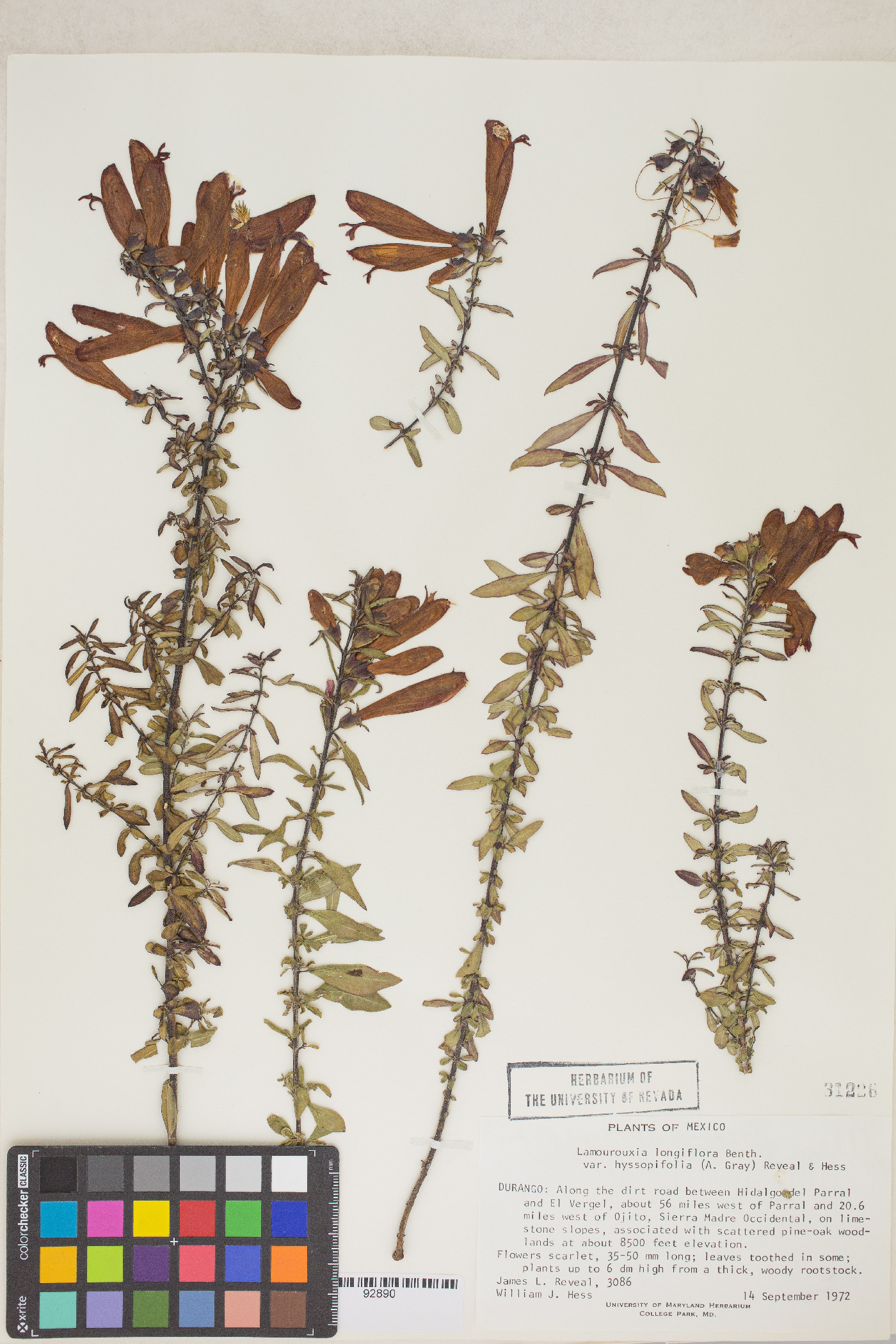 Lamourouxia longiflora image