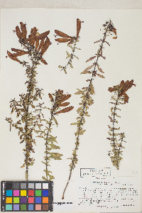 Lamourouxia longiflora image