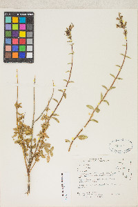 Keckiella breviflora image