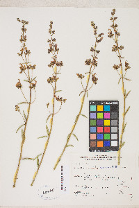 Keckiella breviflora image